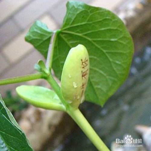 魔豆怎么种植