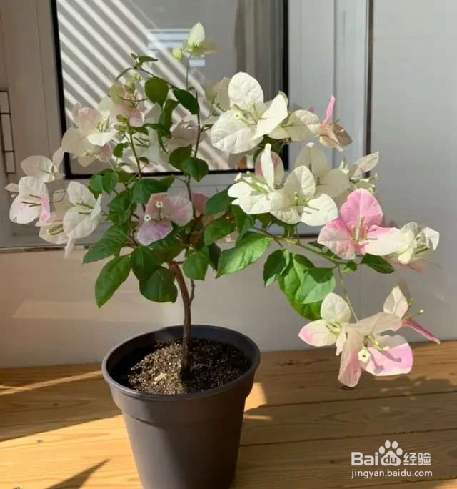 木棉花,一树能开几百朵,折点根枝就能扦插