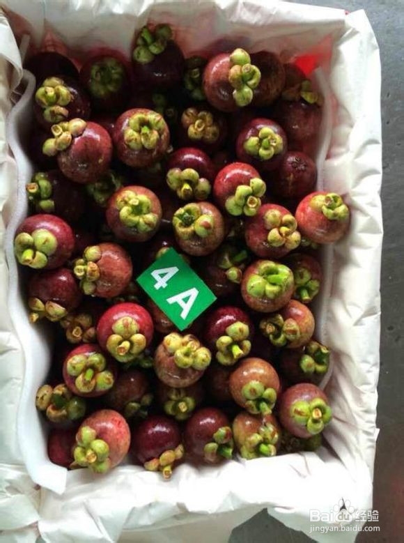 怎么挑选新鲜果肉肥实的山竹