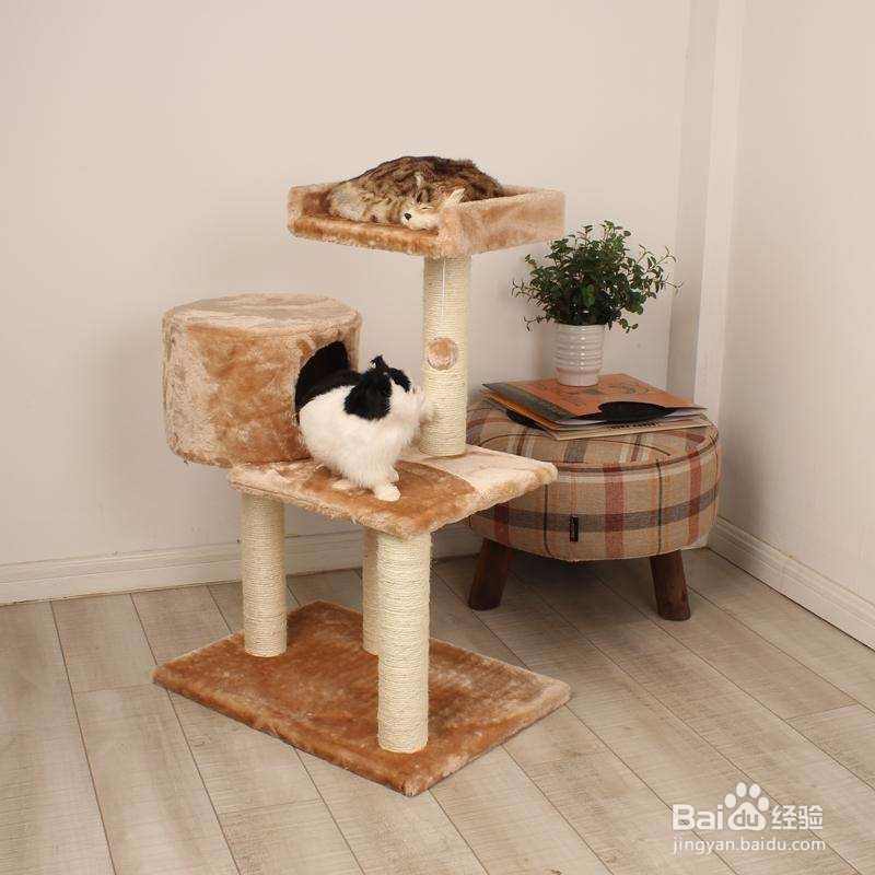 如何成功的养一只猫