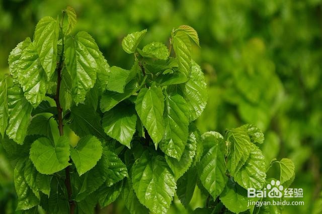 还在为脱发发愁吗，秃顶的福音来了！