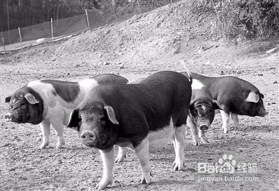 闽北花猪如何做好吃