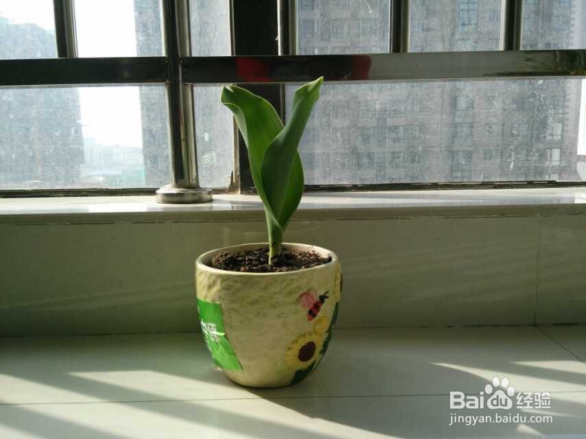 在阳台种植郁金香的生长过程