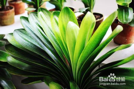 君子兰迟迟不开花做好这几点，花芽冒不停！