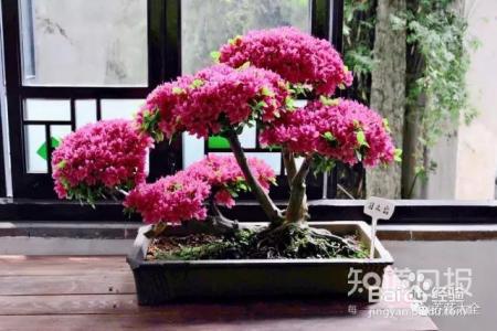这些花那么好看，却总被你养死，怎么回事