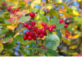 不适宜空腹下进食的水果