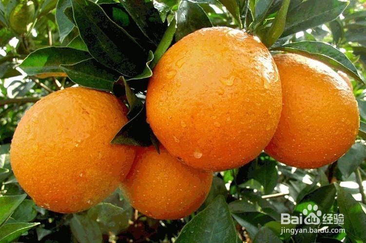 脐橙的挑选技巧