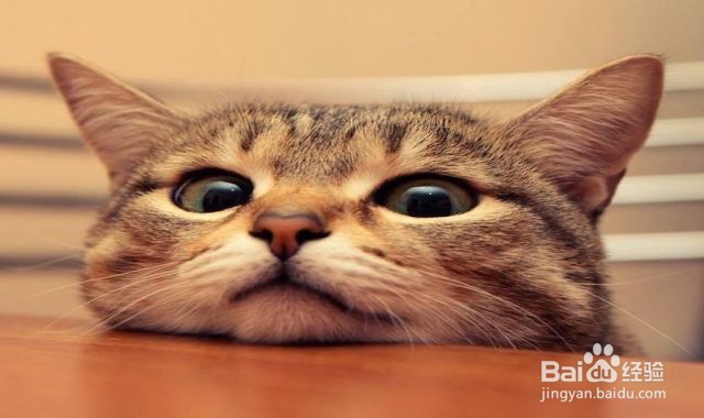 得狂犬病的猫什么样子