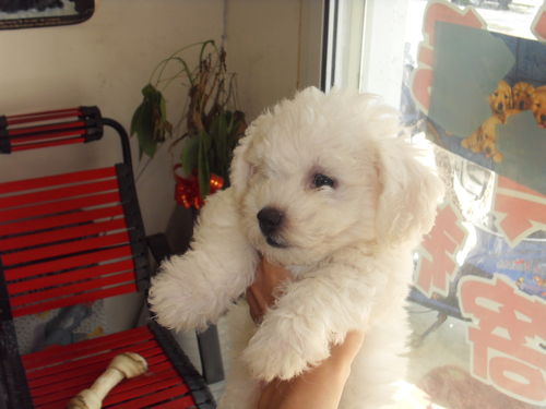 比熊幼犬挑选准则