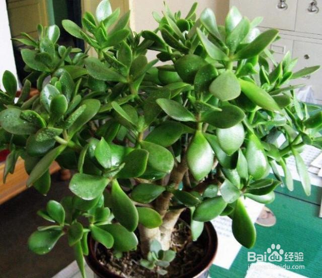 玻璃翠冬天怎么养护