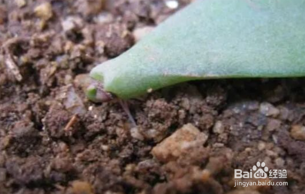 玉树老桩枝扦插生根最快方法