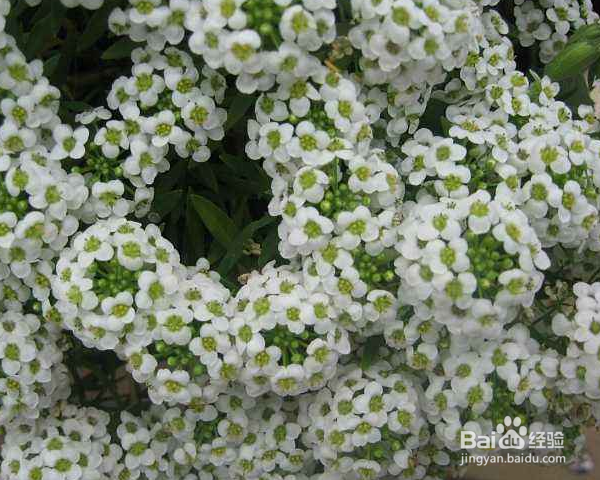 香雪球种植方法？