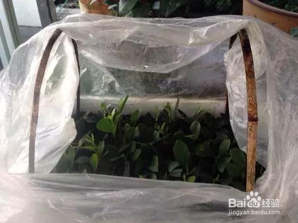 花谢后，剪下“花后枝”，插土里，来年花满盆！