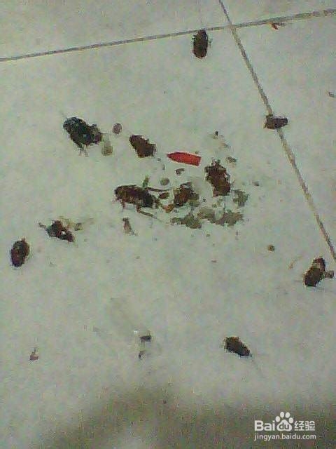 家有蟑螂怎样才能除尽