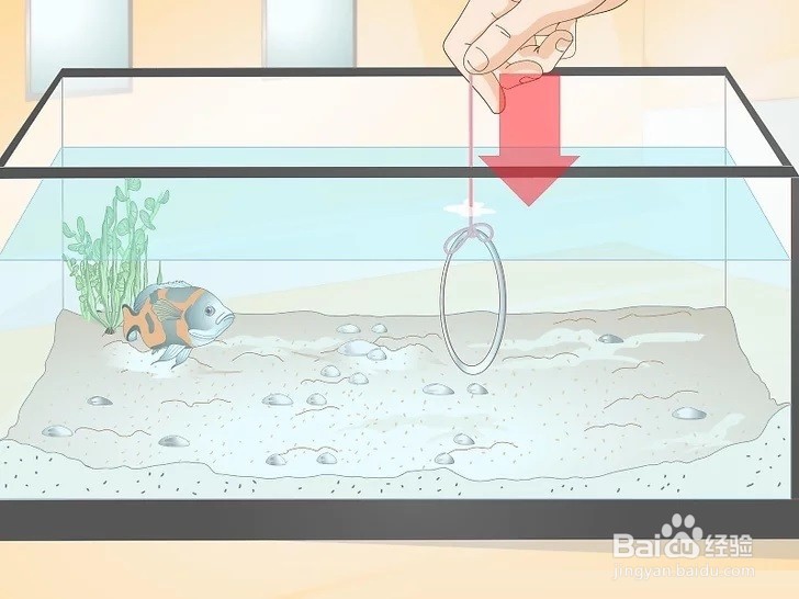 如何训练你的鱼？