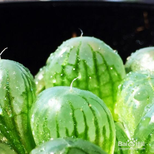 玉露长出侧芽后的处理方法？