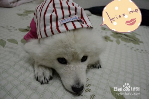 狗狗为什么要绝育狗狗绝育的好处