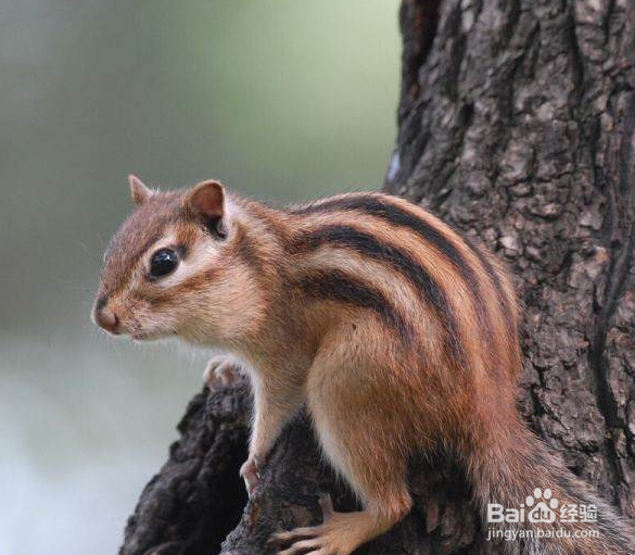 指南金花松鼠饲养