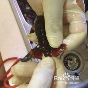 如何清洗小龙虾
