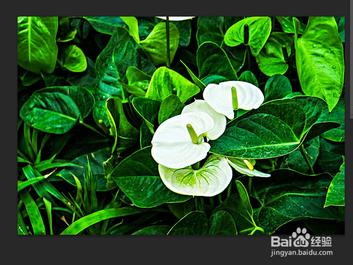 photoshop如何实现水平/垂直翻转