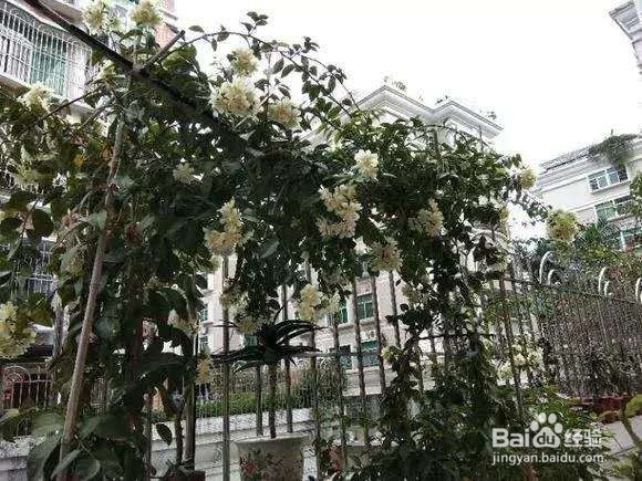 富贵竹巴西木,春天剪1刀插水里,生根快!