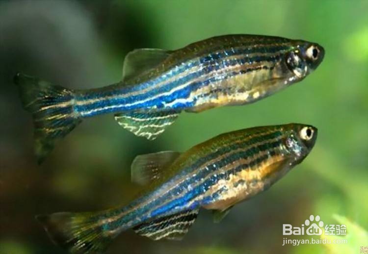 新手适合在家里养哪些观赏鱼？