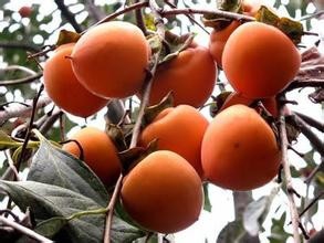 柿子的禁忌，柿子的作用。