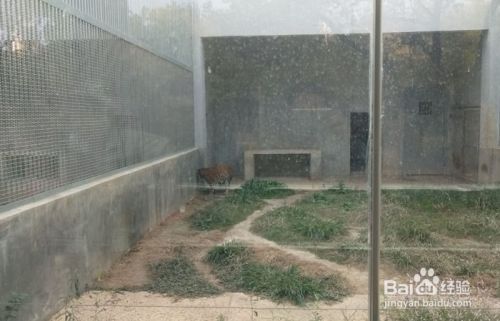 如何参观武汉动物园的猛兽馆