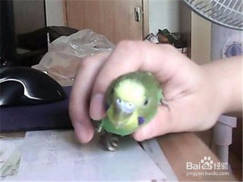 怎样分辨虎皮鹦鹉的公母雌雄