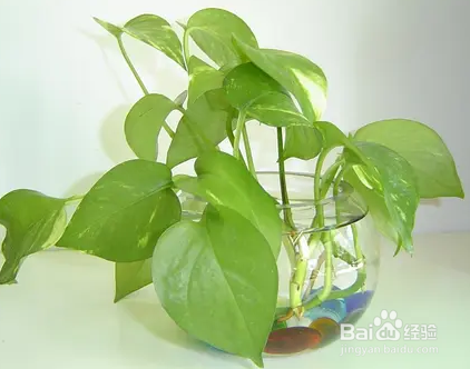 鲜花泡水里面怎样保存