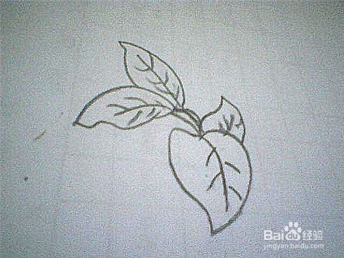 简笔画绿萝叶子这样画