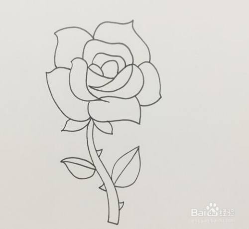 玫瑰花的简笔画怎么画?