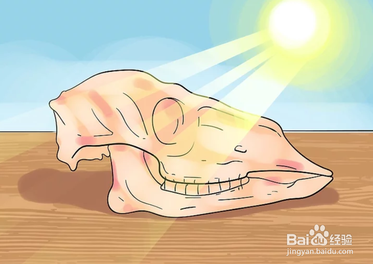 如何保存动物标本