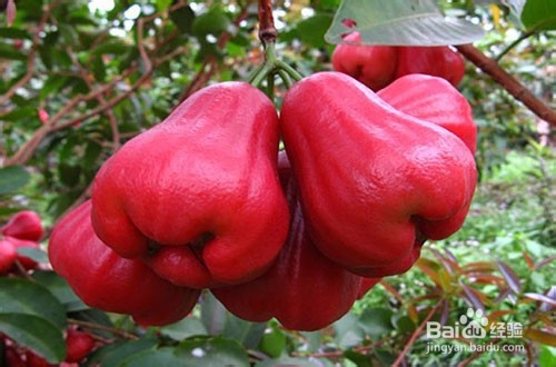 水翁果的养殖方法和注意事项