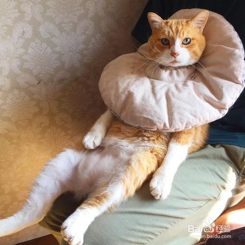 受惊吓的猫咪如何安抚