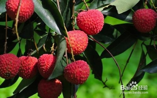 怎样挑选好吃的荔枝?