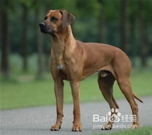 大型护卫犬有哪些