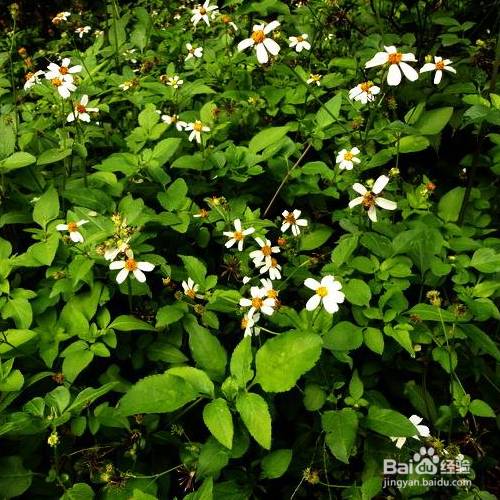 鬼针草的养殖方法和养殖技巧