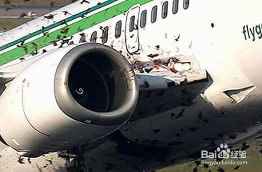 飞机如何防止被鸟撞击