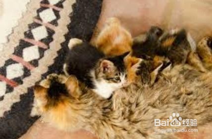六个月猫咪怀孕怎么办
