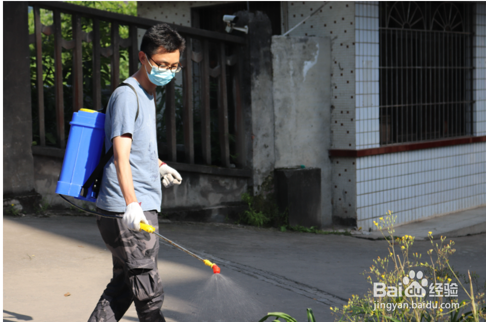 怎么去除猫身上的跳蚤和虱子