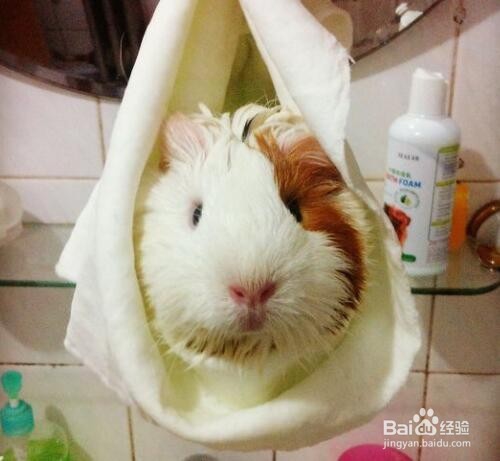 荷兰猪怎么洗澡