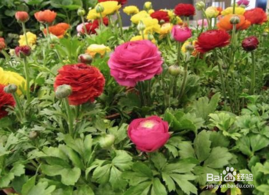 花毛茛种球种植方法