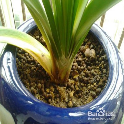 植物叶子发黄怎么办