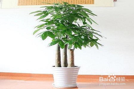 发财树树干萎缩怎么办