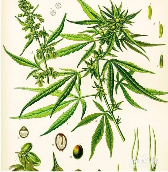 麻脂片有什么作用效果好吗