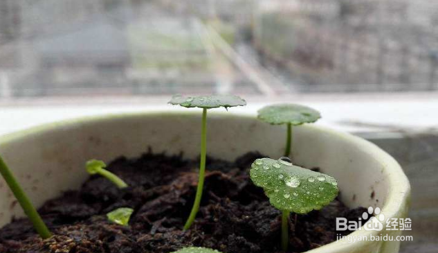 铜钱草怎么繁殖？