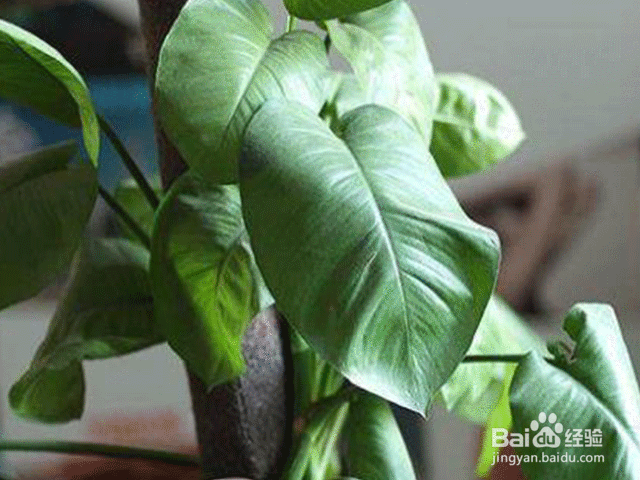 家庭养花注意事项——怎么浇水