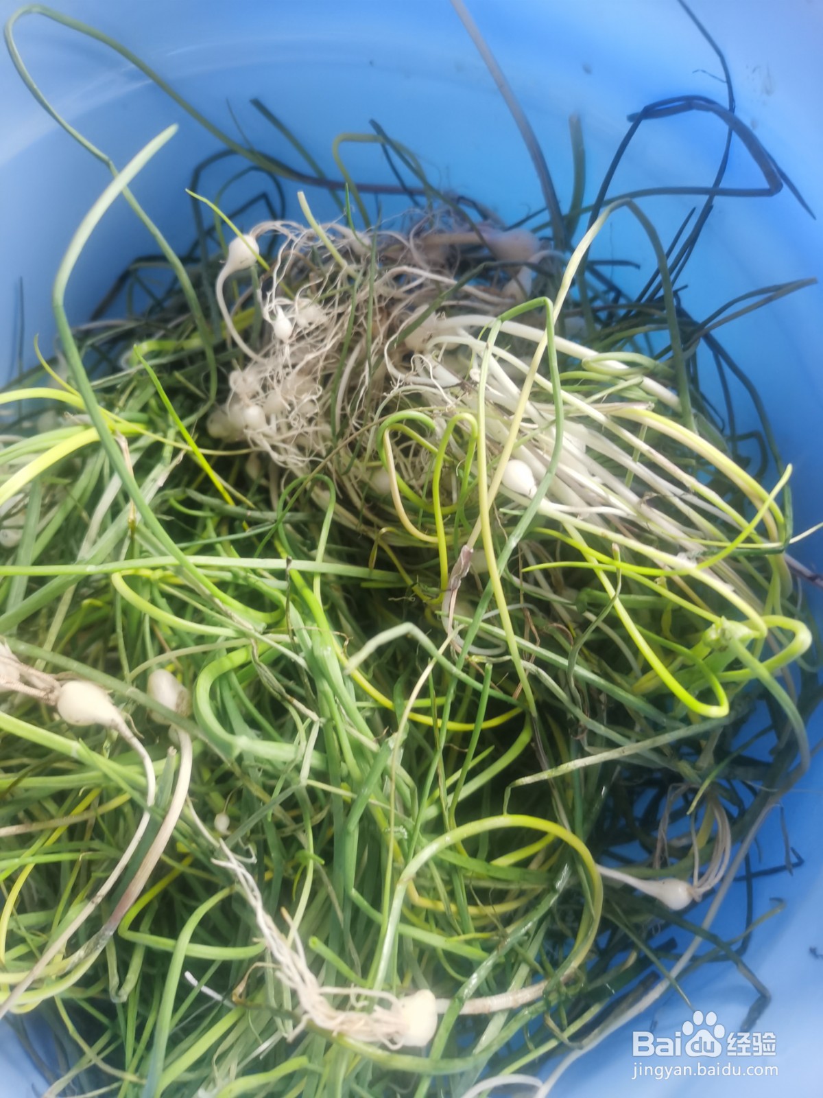 小根菜虾皮蛋花汤