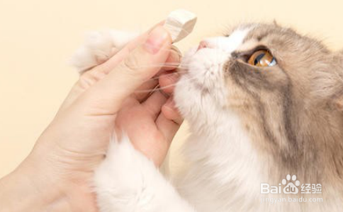 对于上班族来说是养猫好还是养狗好